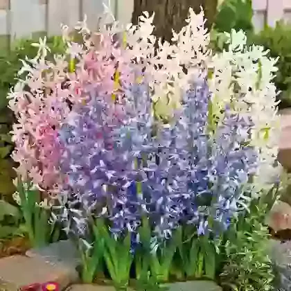 Multiflowering Mixed